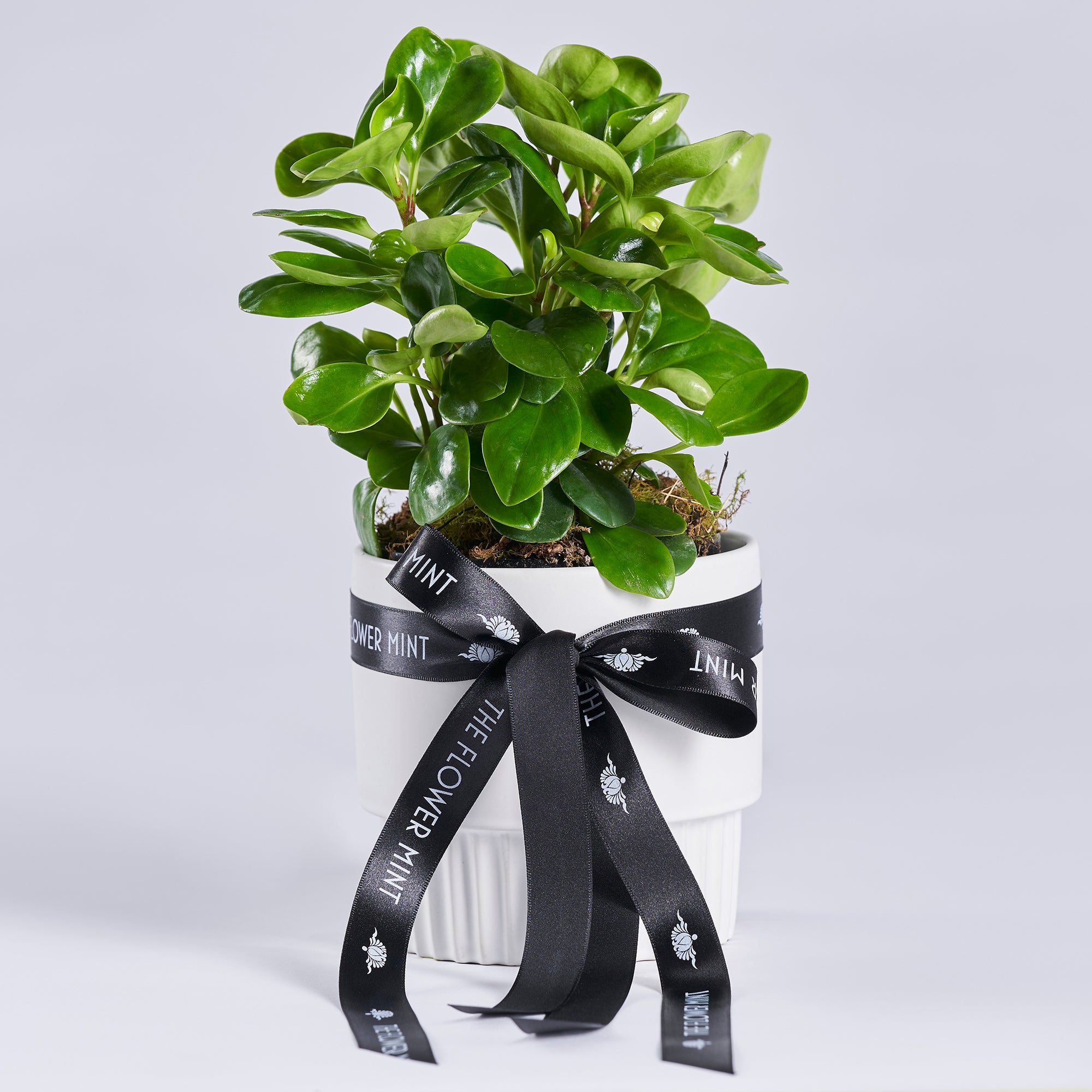 Indoor Plant2 l Flower Mint l Bendigo Florist