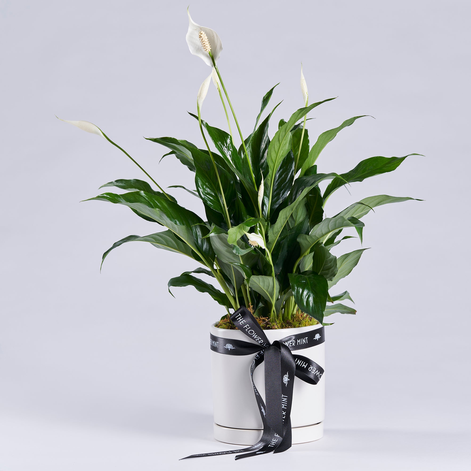 Indoor Plant3l Flower Mint l Bendigo Florist