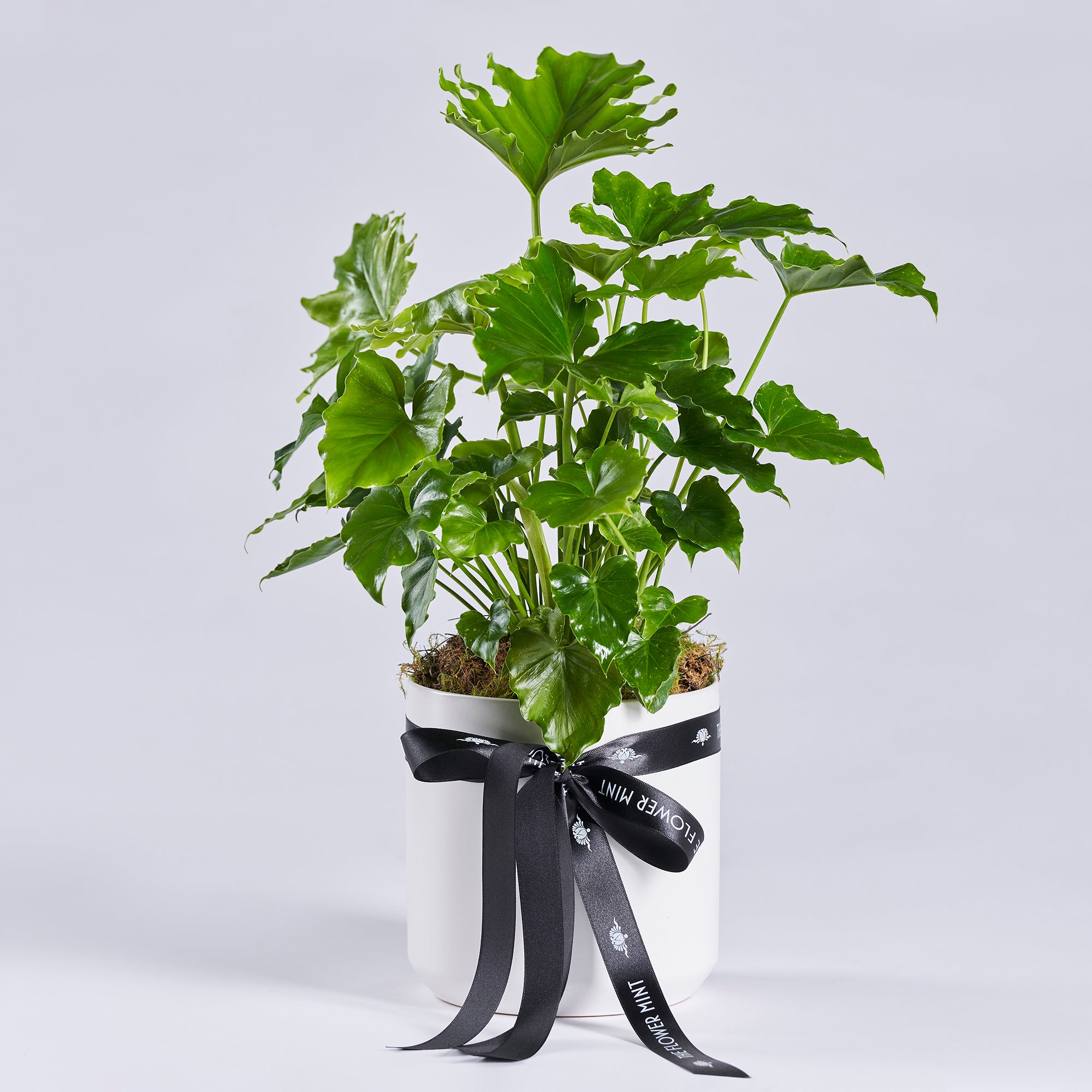Indoor Plant4 l Flower Mint l Bendigo Florist