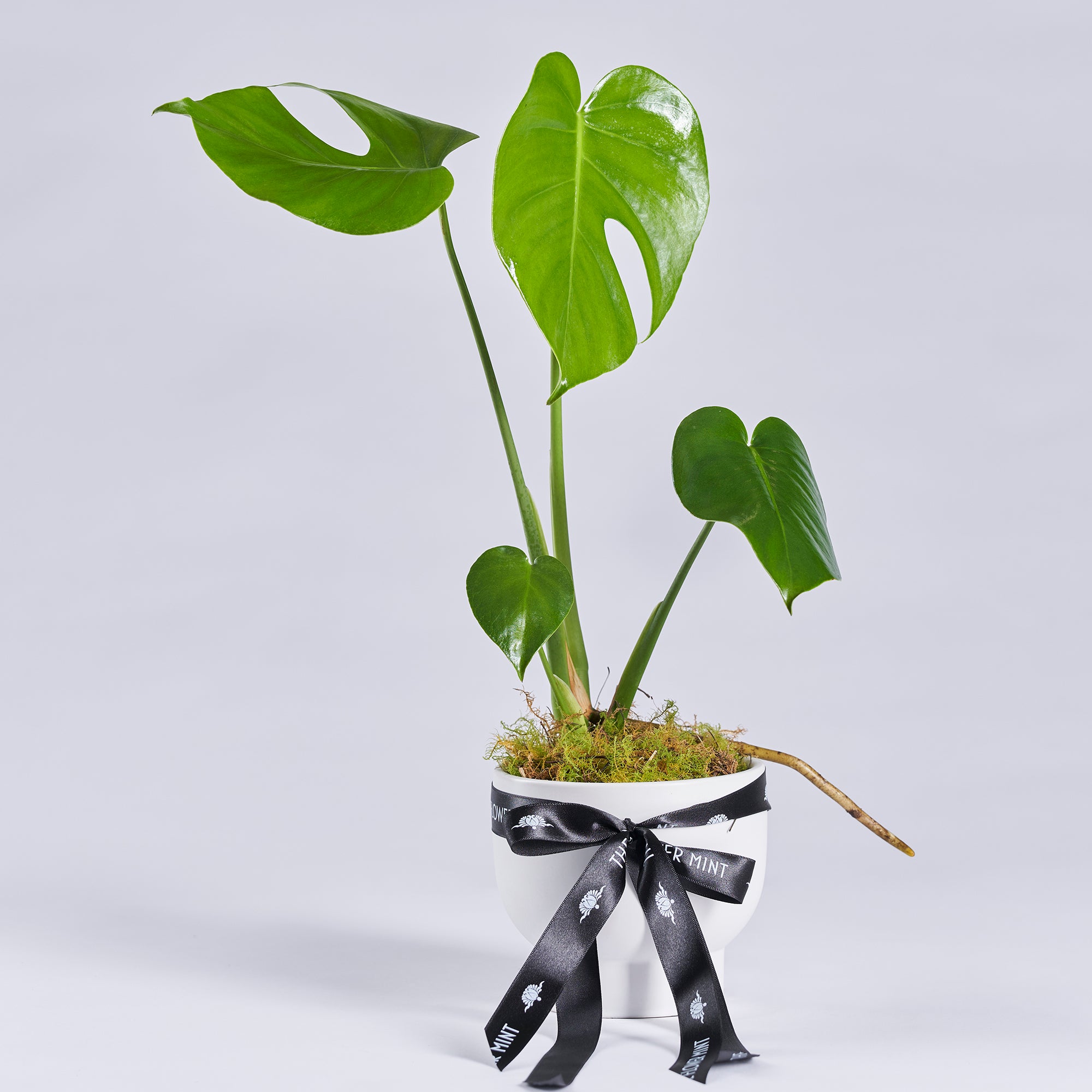 Indoor Plant5 l Flower Mint l Bendigo Florist