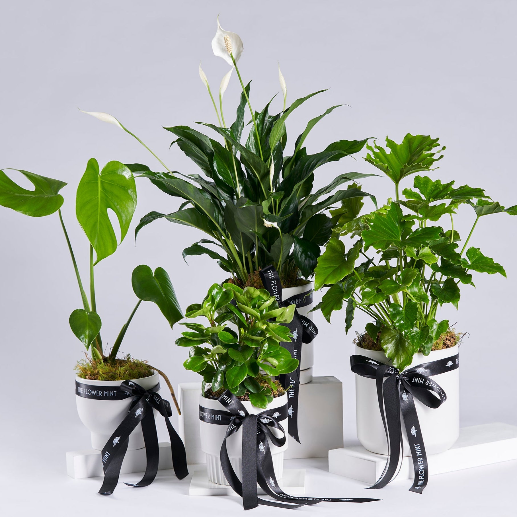 Indoor Plant l Flower Mint l Bendigo Florist