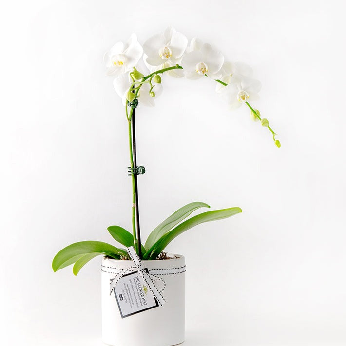 Potted Phalaenopsis Orchid in Ceramic Pot