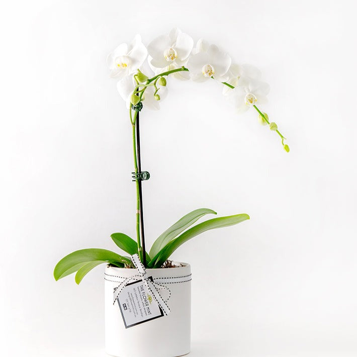 Orchid pot l Flower Mint l Bendio Florist
